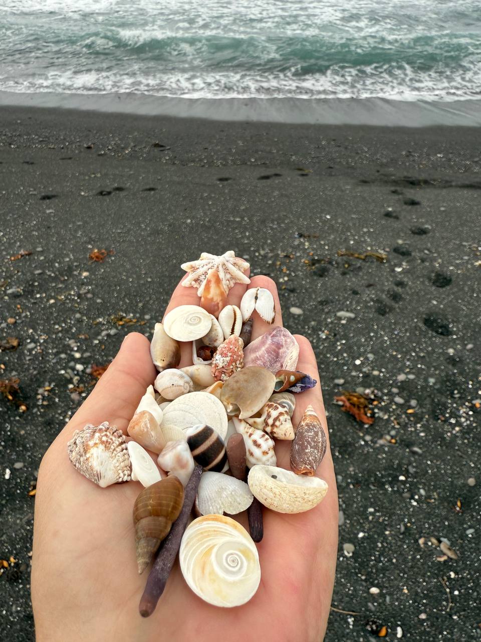 Hand holding various shells with ocean waves in the background